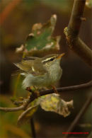Arctic Warbler